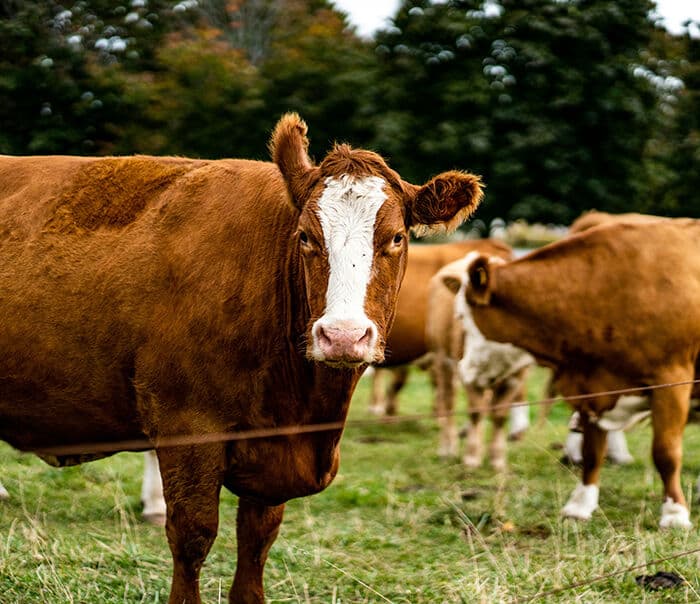 How to Care for Cows to have the Best Quality Meat