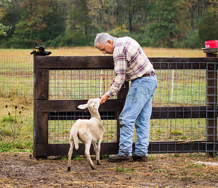 The Joy of Working Every Day on a Sheep Farm
