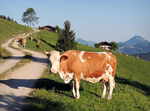 Spreading Livestock Technology